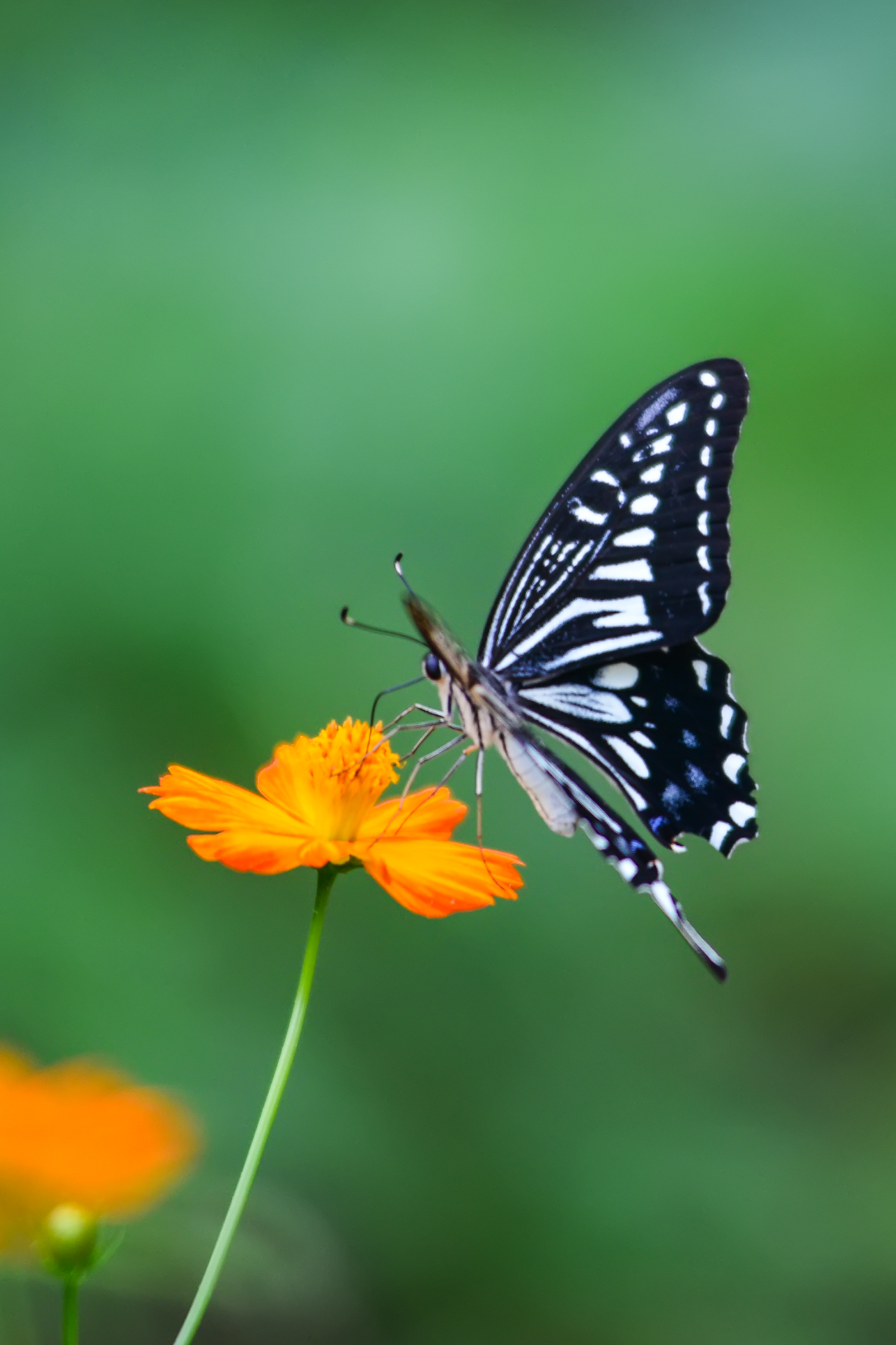 butterfly-image